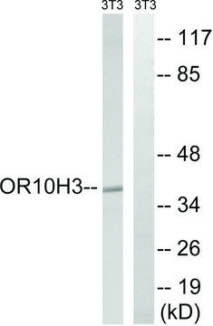 Anti-OR10H3, C-Terminal antibody produced in
