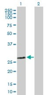 Anti-ZMYND19 antibody produced in mouse