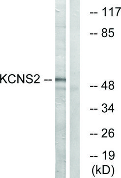 Anti-KCNS2 antibody produced in rabbit