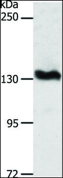 Anti-ADAMTS16 antibody produced in rabbit