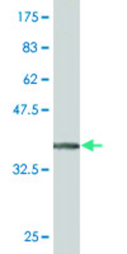 Monoclonal Anti-EPHA5 antibody produced in