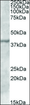 Anti-TFB1M (C-terminal) antibody produced in