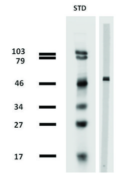 Monoclonal Anti-betaTubulin antibody produced in