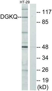 Anti-DGKQ antibody produced in rabbit