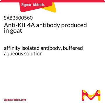 Anti-KIF4A antibody produced in goat