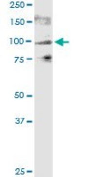 Monoclonal Anti-TRPV1 antibody produced in