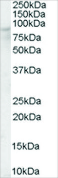 Anti-OSBP antibody produced in goat
