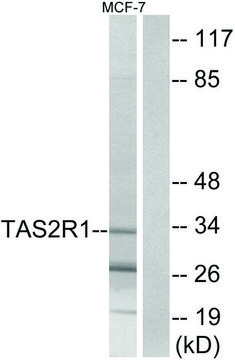 Anti-TAS2R1 antibody produced in rabbit