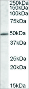 Anti-IFT57 antibody produced in goat