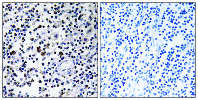 Anti-CD302 antibody produced in rabbit