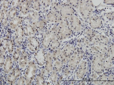 Monoclonal Anti-PAX7, (C-terminal) antibody produced