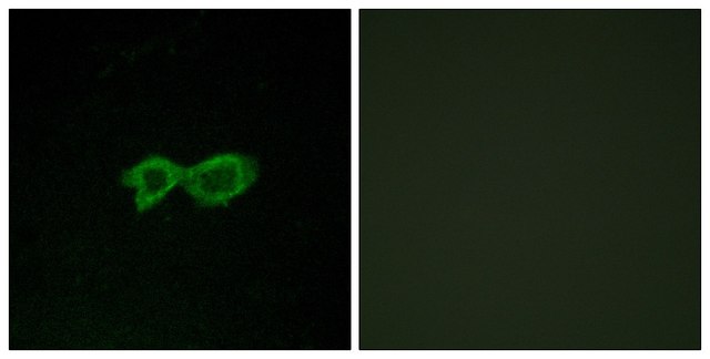 Anti-OR13C4 antibody produced in rabbit