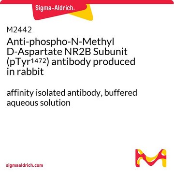 Anti-phospho-N-Methyl D-Aspartate NR2B Subunit (pTyr¹??²)