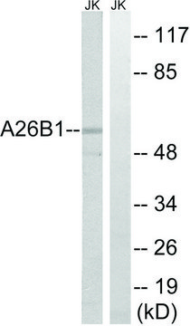 Anti-A26B1 antibody produced in rabbit