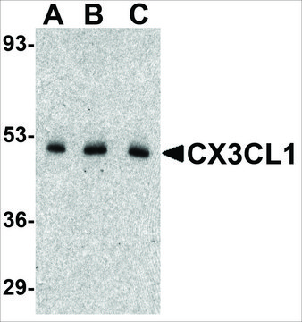 Anti-CX3CL1 antibody produced in rabbit