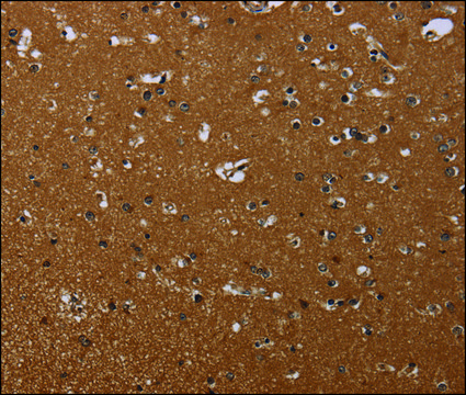 Anti-MOB1A antibody produced in rabbit