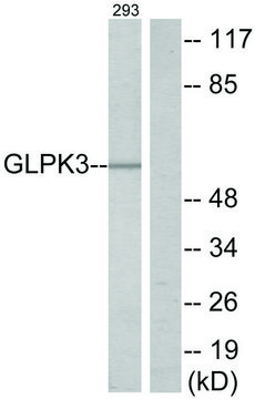 Anti-GK3 antibody produced in rabbit