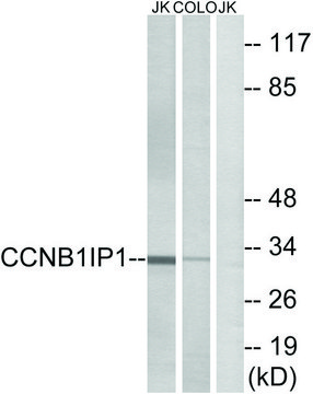 Anti-CCNB1IP1 antibody produced in rabbit