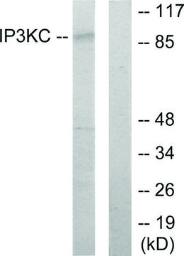 Anti-IP3KC antibody produced in rabbit
