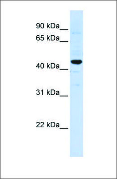Anti-SLC41A3 antibody produced in rabbit