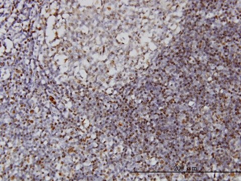 Monoclonal Anti-IFI16 antibody produced in