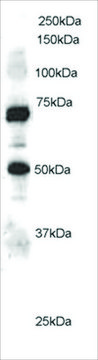 Anti-ELMO1 antibody produced in goat