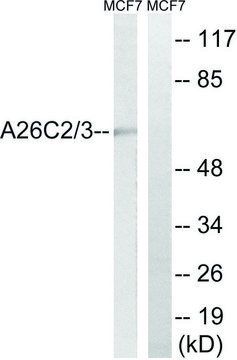 Anti-A26C2 antibody produced in rabbit