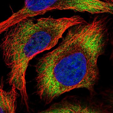 Anti-ZC3HAV1L antibody produced in rabbit