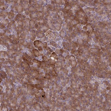 Anti-OXNAD1 antibody produced in rabbit