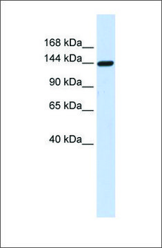 Anti-DAAM1 antibody produced in rabbit