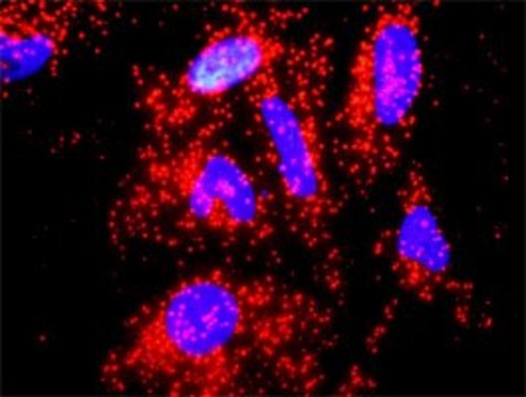 Anti-IL10 antibody produced in rabbit