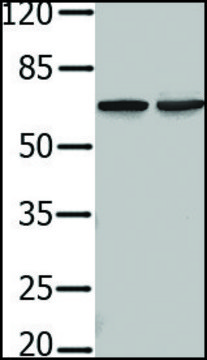 Anti-PIF1 antibody produced in rabbit