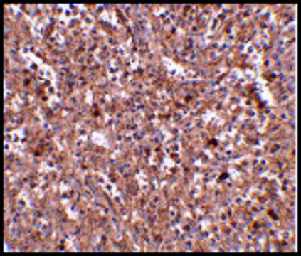 Anti-PIG-Y (ab2) antibody produced in