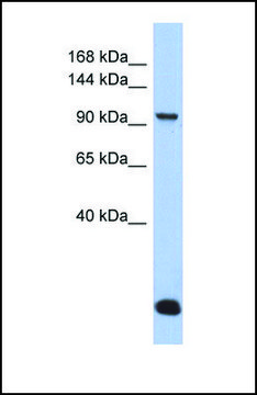 Anti-MVP, (N-terminal) antibody produced in