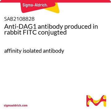 Anti-DAG1 antibody produced in rabbit