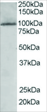 Anti-JIK/TAOK3 antibody produced in goat