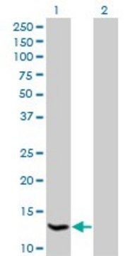Monoclonal Anti-HSPC152 antibody produced in