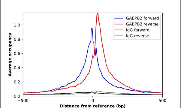 Anti-GABPB2 antibody produced in rabbit