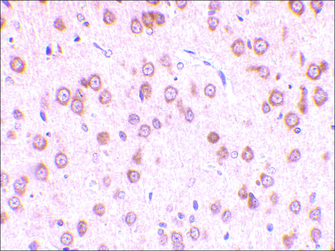 Anti-TLR5 antibody produced in rabbit