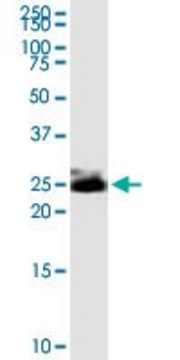 Monoclonal Anti-THY1 antibody produced in