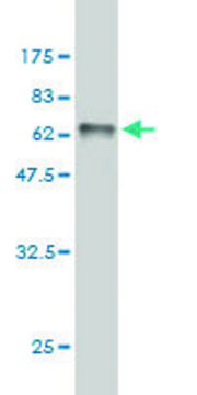 Monoclonal Anti-RRAGB antibody produced in