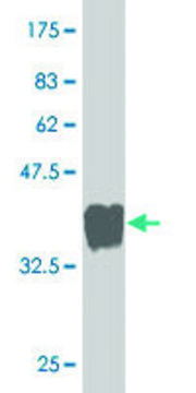 Monoclonal Anti-GTPBP1 antibody produced in