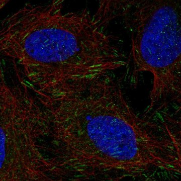 Anti-DOK5 antibody produced in rabbit