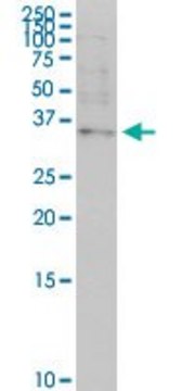 Monoclonal Anti-OTP antibody produced in