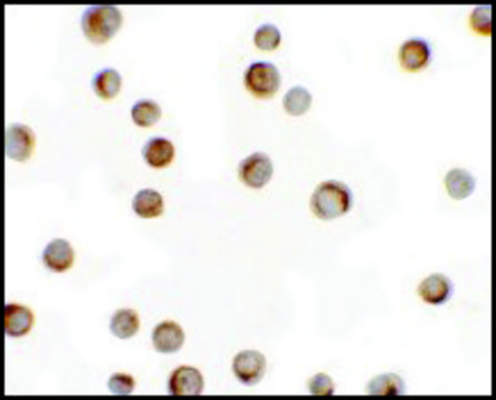 Anti-RILP antibody produced in rabbit