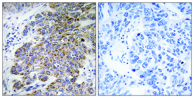 Anti-CHST10 antibody produced in rabbit