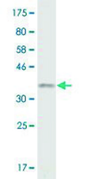 Monoclonal Anti-RGL2 antibody produced in