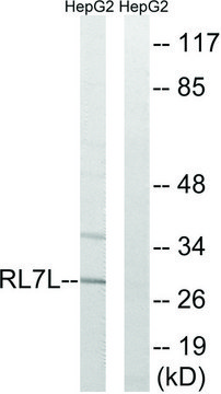 Anti-RPL7L1 antibody produced in rabbit
