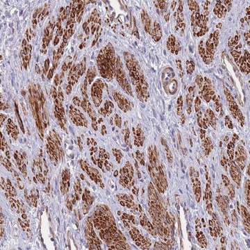 Anti-TOMM40L antibody produced in rabbit