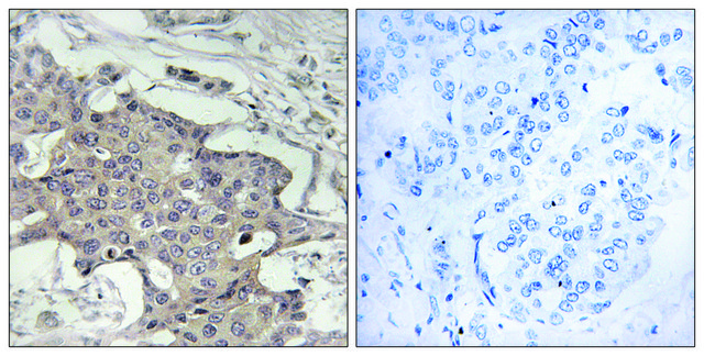 Anti-HIBADH antibody produced in rabbit